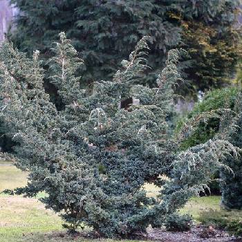 Можжевельник чешуйчатый Juniperus squamata 'Meyeri' 